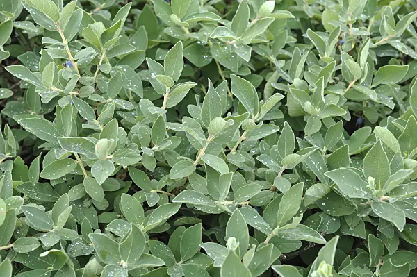 517304 - Blaue Heckenkirsche (Lonicera caerulea var. kamtschatica)