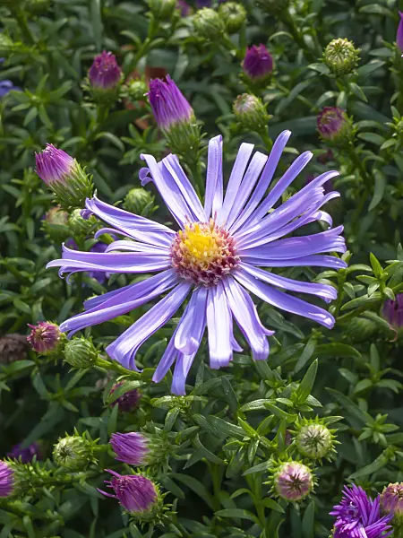 417040 - Blaue Herbstaster (Aster cordifolius 'Freiburg')