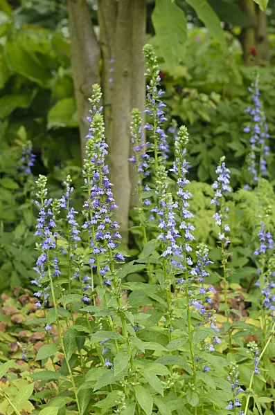 535094 - Blaue Kardinalslobelie (Lobelia siphilitica)
