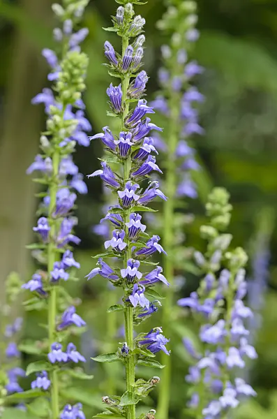 535095 - Blaue Kardinalslobelie (Lobelia siphilitica)