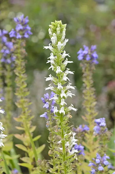 536044 - Blaue Kardinalslobelie (Lobelia siphilitica 'Alba')