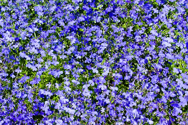 672040 - Blaue Lobelie (Lobelia erinus)