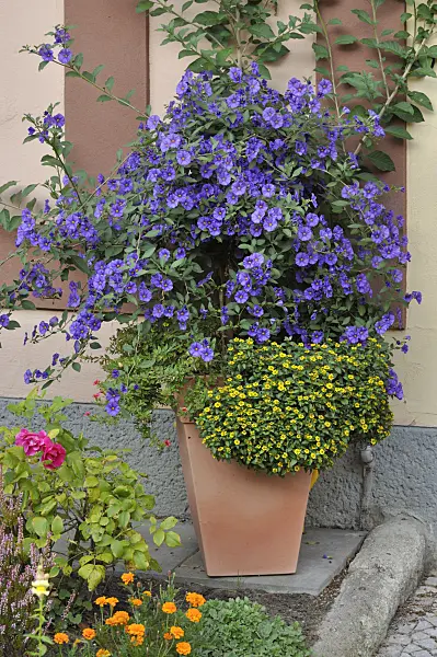 476282 - Blauer Kartoffelbaum (Lycianthes rantonnetii syn. Solanum rantonnetii)