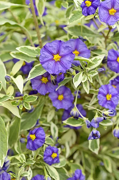 484092 - Blauer Kartoffelbaum (Lycianthes rantonnetii syn. Solanum rantonnetii)