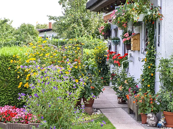 476174 - Blauer Kartoffelbaum (Lycianthes rantonnetii syn. Solanum rantonnetii), Sonnenauge (Heliopsis helianthoides), Begonie (Begonia) und Schwarzäugige Susanne (Thunbergia alata) in einem Kleingarten