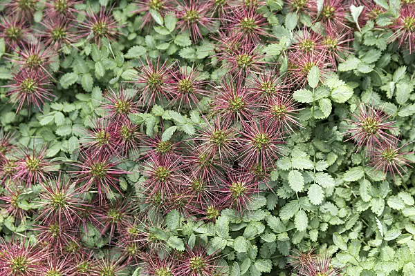651001 - Blaugrünes Stachelnüsschen (Acaena buchananii)