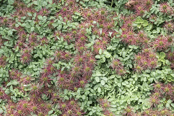 651002 - Blaugrünes Stachelnüsschen (Acaena buchananii)