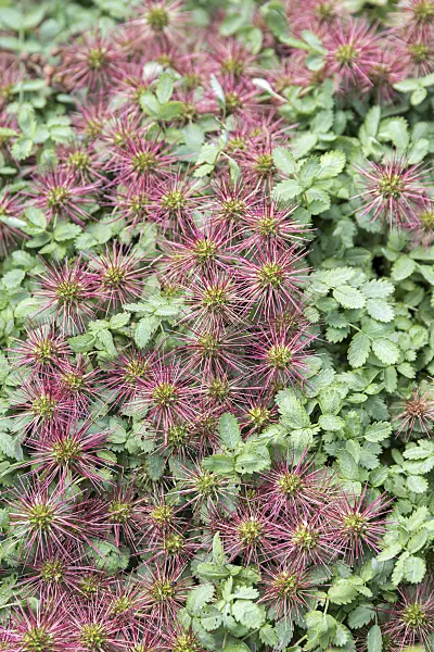 651004 - Blaugrünes Stachelnüsschen (Acaena buchananii)