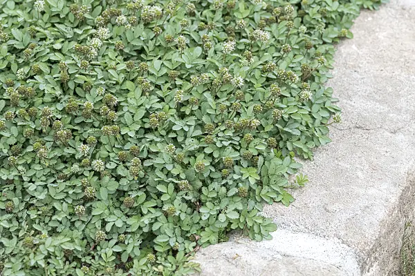 651005 - Blaugrünes Stachelnüsschen (Acaena buchananii)