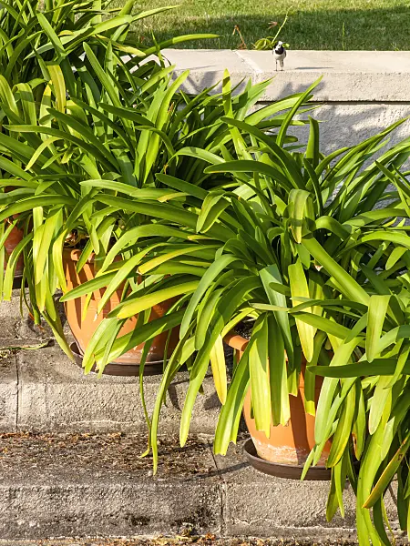 461016 - Blaulilie (Agapanthus africanus)