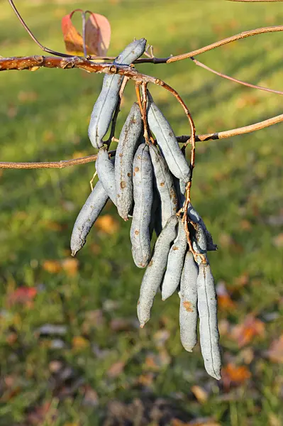 478030 - Blauschotenstrauch (Decaisnea fargesii)