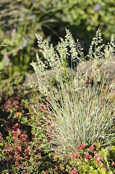533631 - Blauschwingelgras (Festuca cinerea 'Azurit' syn. Festuca glauca 'Azurit')