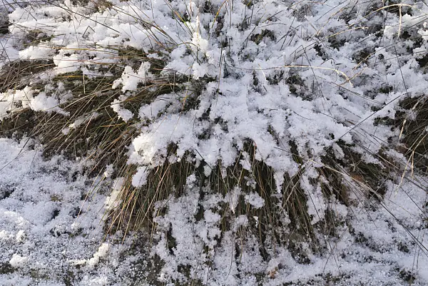 565044 - Blauschwingelgras (Festuca cinerea syn. Festuca glauca)