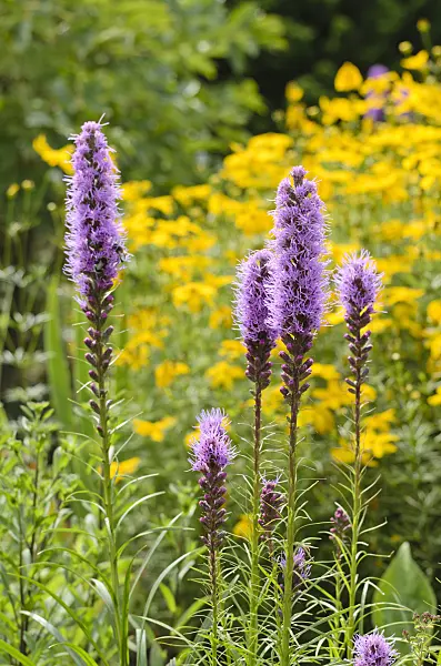 498229 - Blazing star (Liatris)