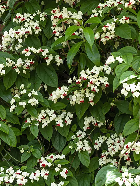 455148 - Bleeding glory bower (Clerodendrum thomsoniae syn. Clerodendron thomsoniae)