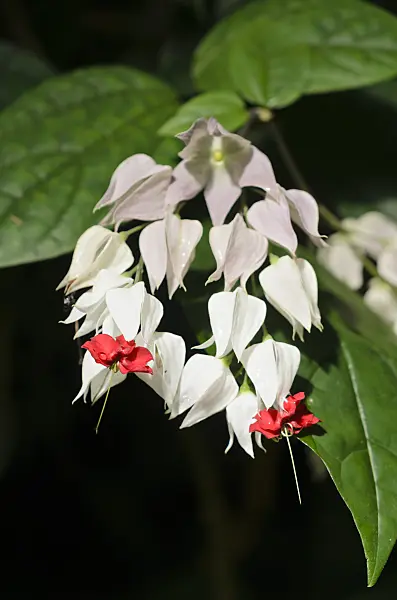 535058 - Bleeding glory bower (Clerodendrum thomsoniae syn. Clerodendron thomsoniae)