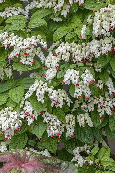 575068 - Bleeding glory bower (Clerodendrum thomsoniae syn. Clerodendron thomsoniae)
