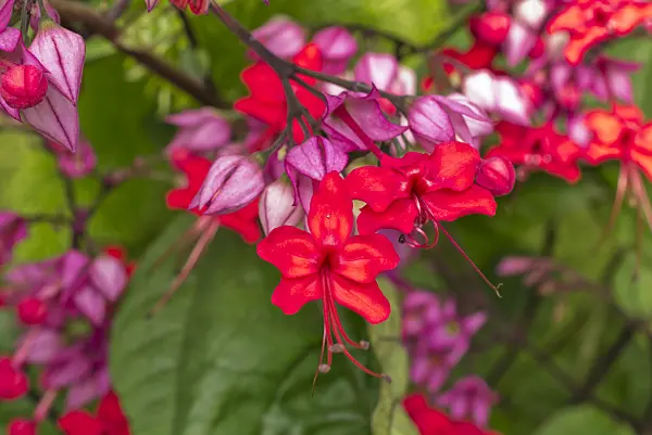 573069 - Bleeding heart (Clerodendrum x speciosum syn. Clerodendron speciosum)