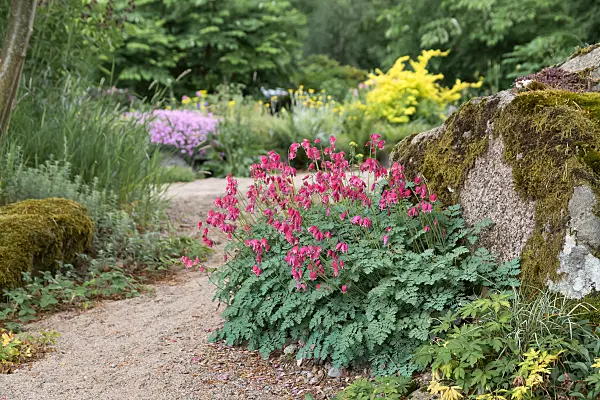 664118 - Bleeding heart (Dicentra formosa 'King of Hearts')