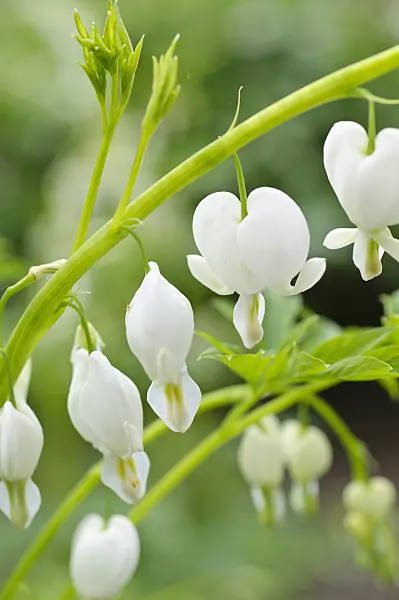 484027 - Bleeding heart (Lamprocapnos spectabilis 'Alba' syn. Dicentra spectabilis 'Alba')