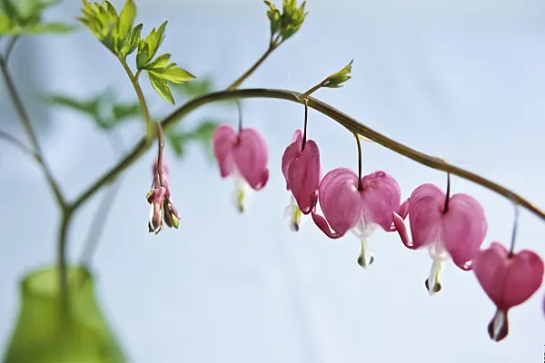 429174 - Bleeding heart (Lamprocapnos spectabilis syn. Dicentra spectabilis)