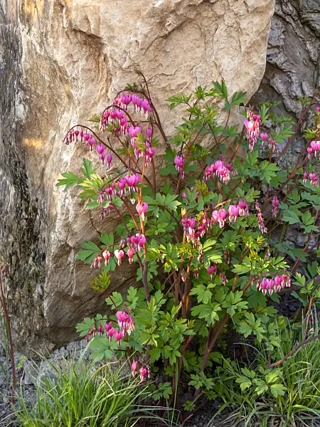 437129 - Bleeding heart (Lamprocapnos spectabilis syn. Dicentra spectabilis)