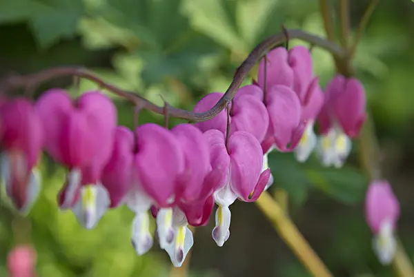 452122 - Bleeding heart (Lamprocapnos spectabilis syn. Dicentra spectabilis)
