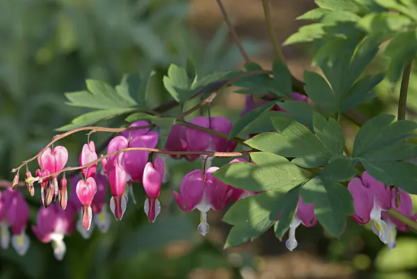 452123 - Bleeding heart (Lamprocapnos spectabilis syn. Dicentra spectabilis)