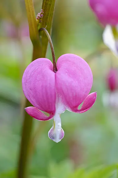 471230 - Bleeding heart (Lamprocapnos spectabilis syn. Dicentra spectabilis)