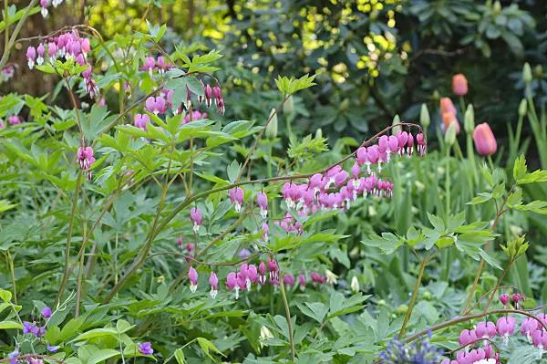 471258 - Bleeding heart (Lamprocapnos spectabilis syn. Dicentra spectabilis)