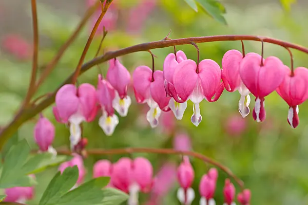 484025 - Bleeding heart (Lamprocapnos spectabilis syn. Dicentra spectabilis)