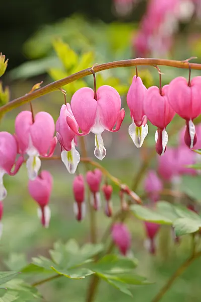 484026 - Bleeding heart (Lamprocapnos spectabilis syn. Dicentra spectabilis)