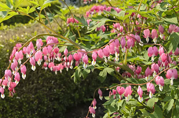 495358 - Bleeding heart (Lamprocapnos spectabilis syn. Dicentra spectabilis)