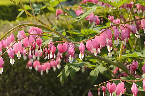 495359 - Bleeding heart (Lamprocapnos spectabilis syn. Dicentra spectabilis)