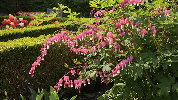 495382 - Bleeding heart (Lamprocapnos spectabilis syn. Dicentra spectabilis)