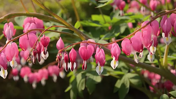 495383 - Bleeding heart (Lamprocapnos spectabilis syn. Dicentra spectabilis)