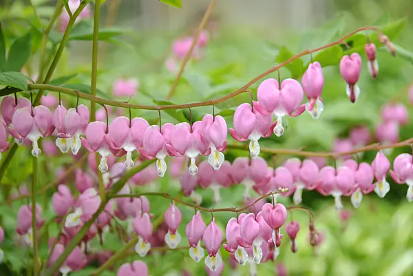 517434 - Bleeding heart (Lamprocapnos spectabilis syn. Dicentra spectabilis)