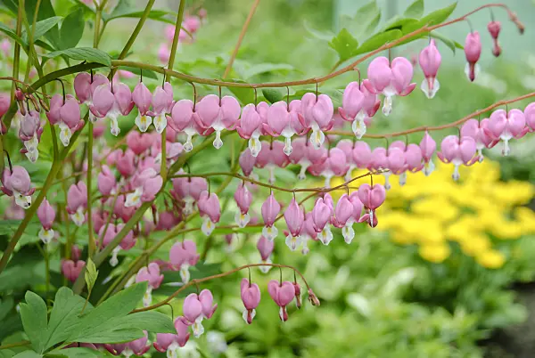 517435 - Bleeding heart (Lamprocapnos spectabilis syn. Dicentra spectabilis)