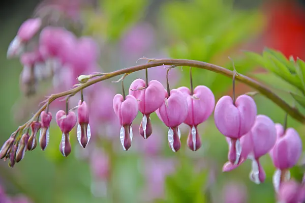 517436 - Bleeding heart (Lamprocapnos spectabilis syn. Dicentra spectabilis)