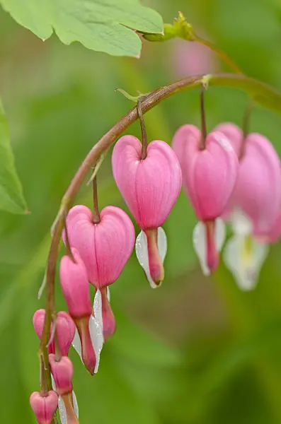 531152 - Bleeding heart (Lamprocapnos spectabilis syn. Dicentra spectabilis)