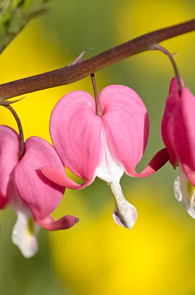 531188 - Bleeding heart (Lamprocapnos spectabilis syn. Dicentra spectabilis)