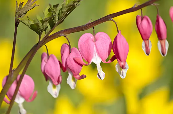 531189 - Bleeding heart (Lamprocapnos spectabilis syn. Dicentra spectabilis)