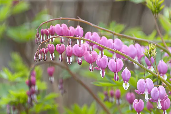 651212 - Bleeding heart (Lamprocapnos spectabilis syn. Dicentra spectabilis)