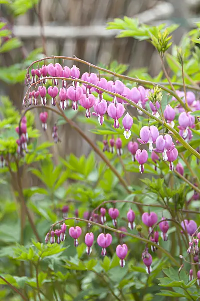 651213 - Bleeding heart (Lamprocapnos spectabilis syn. Dicentra spectabilis)