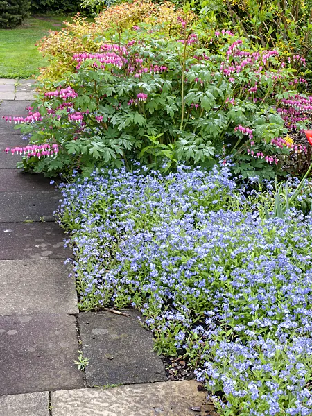 484163 - Bleeding heart (Lamprocapnos spectabilis syn. Dicentra spectabilis) and forget-me-not (Myosotis)