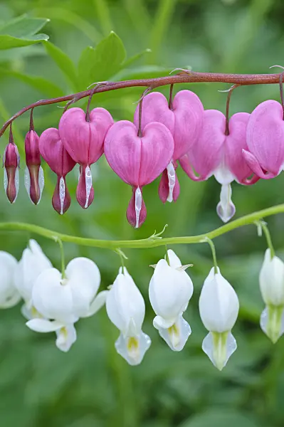 471259 - Bleeding heart (Lamprocapnos spectabilis syn. Dicentra spectabilis and Lamprocapnos spectabilis 'Alba' syn. Dicentra spectabilis 'Alba')