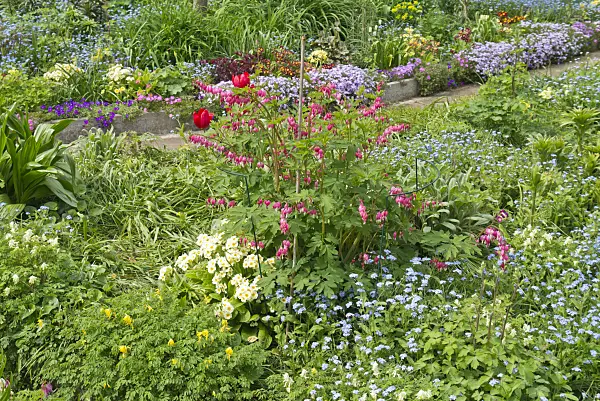 532001 - Bleeding heart (Lamprocapnos spectabilis syn. Dicentra spectabilis), primroses (Primula) and forget-me-nots (Myosotis)