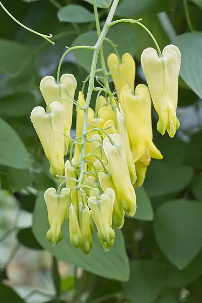 573074 - Bleeding heart vine (Dactylicapnos macrocapnos syn. Dicentra macrocapnos)