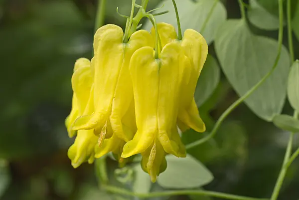 573087 - Bleeding heart vine (Dactylicapnos macrocapnos syn. Dicentra macrocapnos)