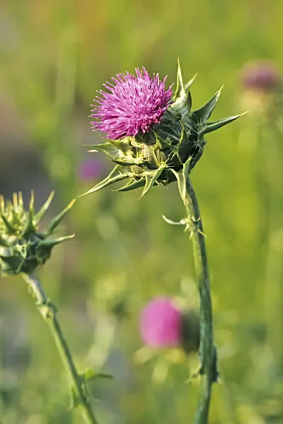 368014 - Blessed milk thistle (Silybium marianum)